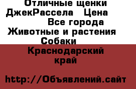 Отличные щенки ДжекРассела › Цена ­ 50 000 - Все города Животные и растения » Собаки   . Краснодарский край